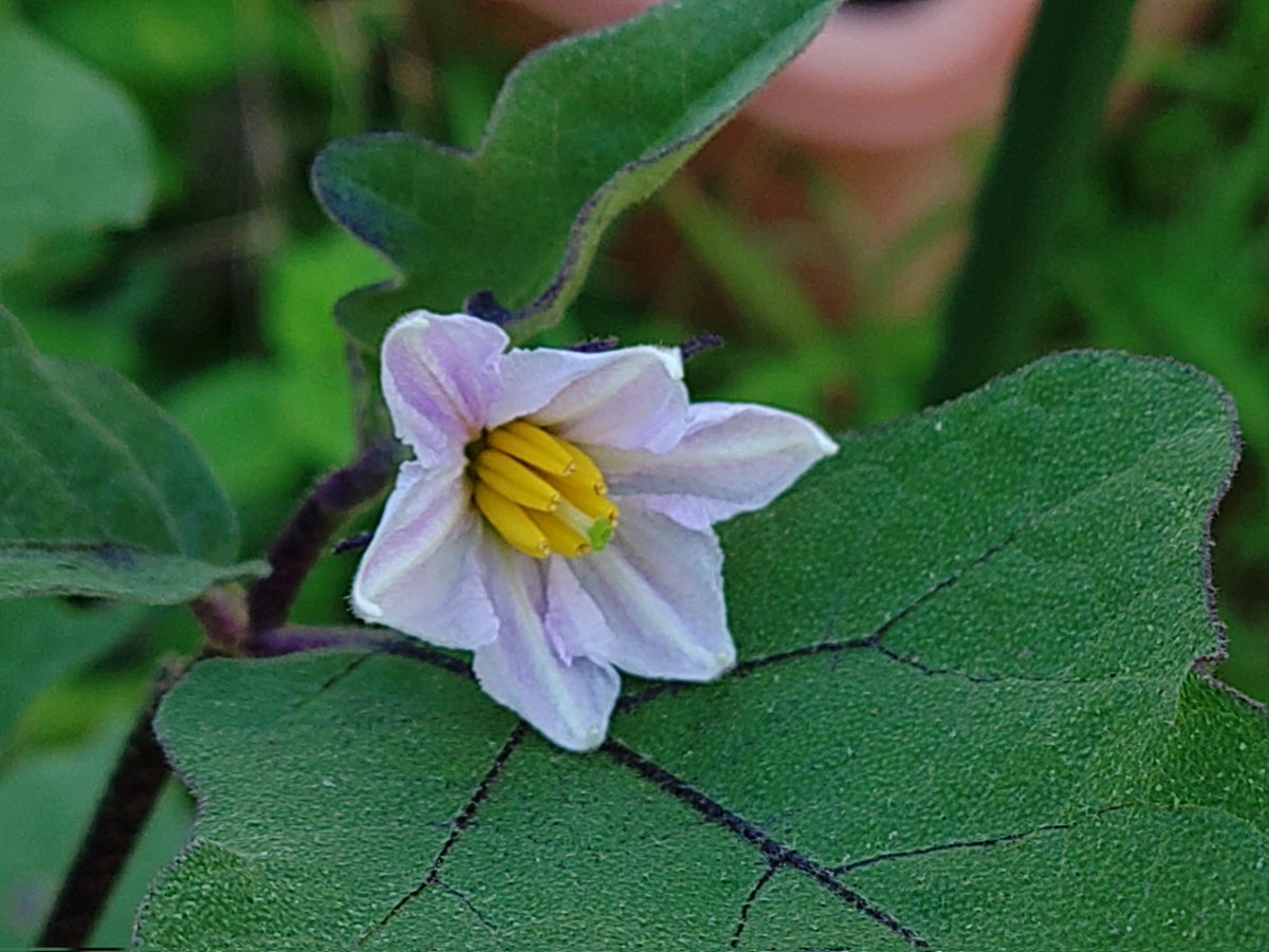 おはようございます😊
今日もいい１日を
#TLを花でいっぱいにしよう
