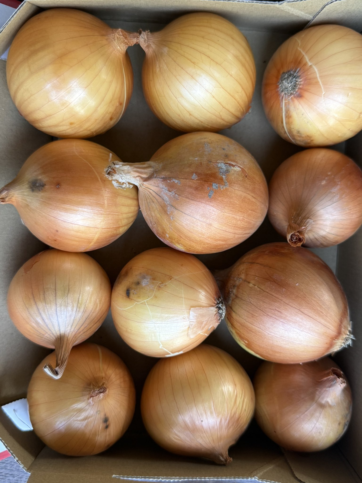 タマネギ 岩谷マテリアル イワタニ 菜園 たまねぎ用 穴あき黒マルチ 0.02