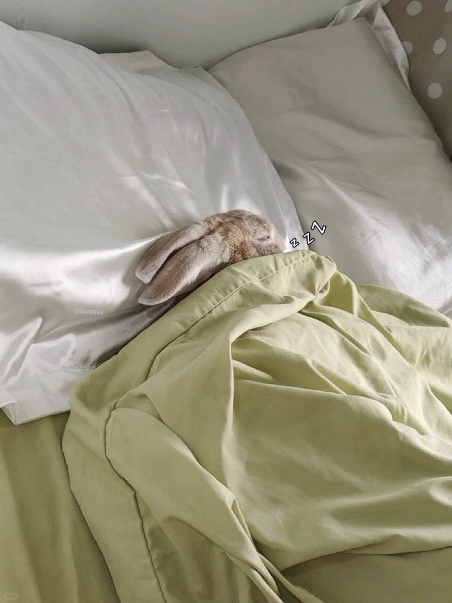 Bunnies (@bunnies) on Twitter photo 