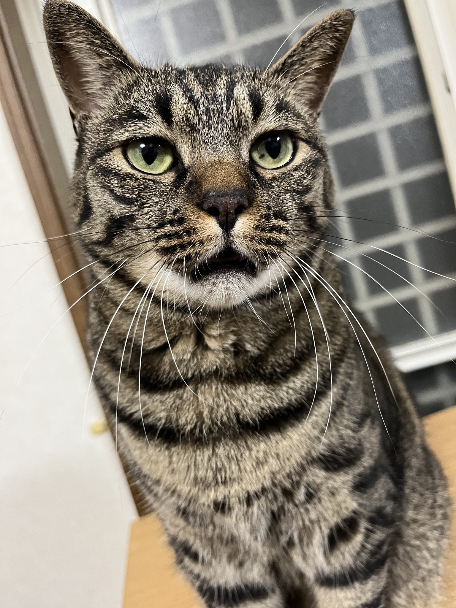 毎日がねこ日和 on X: 