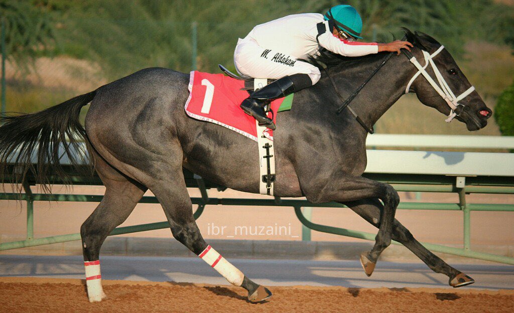 عادات تعيد لنا الذكريات !
وتذكرنا بأن .. الإسطبل الأبيض 
هو صاحب الأولويات بإخراج النادرات 
والاهم ان تكون نشأت وربت وترعرت في "KSA"

هل تكسر عادات ؟
رقم كافلة في سلسلة الانتصارات ؟!

كافلة = 11 انتصار متتالية
عادات = ٩ انتصارات متتالية