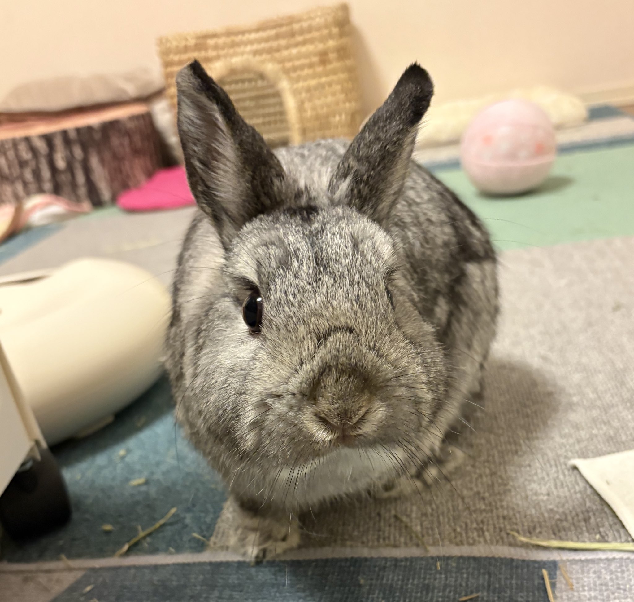 うさぎ大好き 250511_rabbit_off-1.jpg