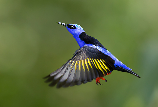 🇧🇷Saíra-beija-flor
🌎Cyanerpes cyaneus
Conservação:Pouco Preocupante

O saíra-beija-flor é uma ave passeriforme da família Thraupidae.

Também conhecida como saí-azul-de-pernas-vermelhas, saí-beija-flor, saí-verdadeiro e sapitica.

📷 Daniel Mello