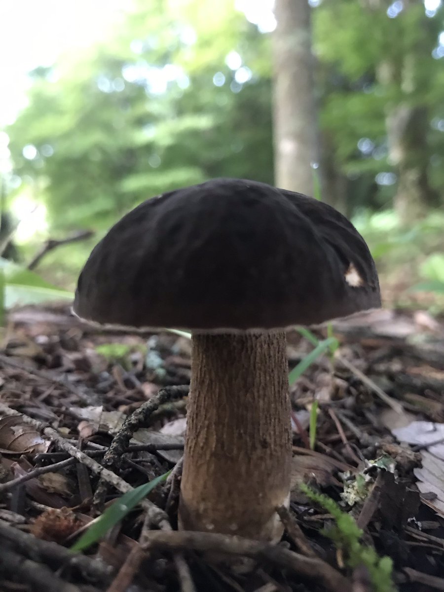 ｵﾊﾖｰ！ｽｽｹｻﾝ！😊