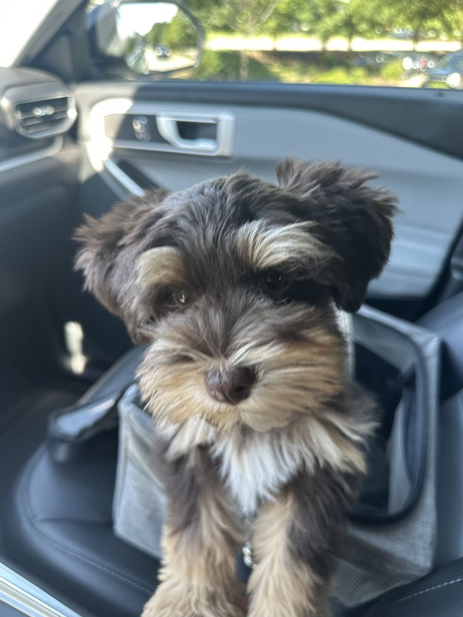 Benjamin "Benji"- is 6 pounds 12 ounces now !!! 🐾🐾🐾