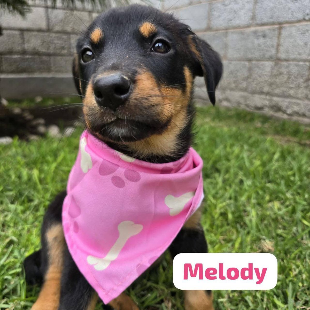 🟢 ¿ME ADOPTAS?
¡Panzonas en adopción! Conoce más 👇🏻

♀️ Hembras | 3 meses | talla mediana
✅ Desparasitadas y vacunadas
💟 Conviven con perritos y gatitos
🗺️ Adopción en CDMX y Edomex 

☎️ ¿Quieres adoptar alguna?
Regalando esperanza 
Wa.me/525635337441 🐾