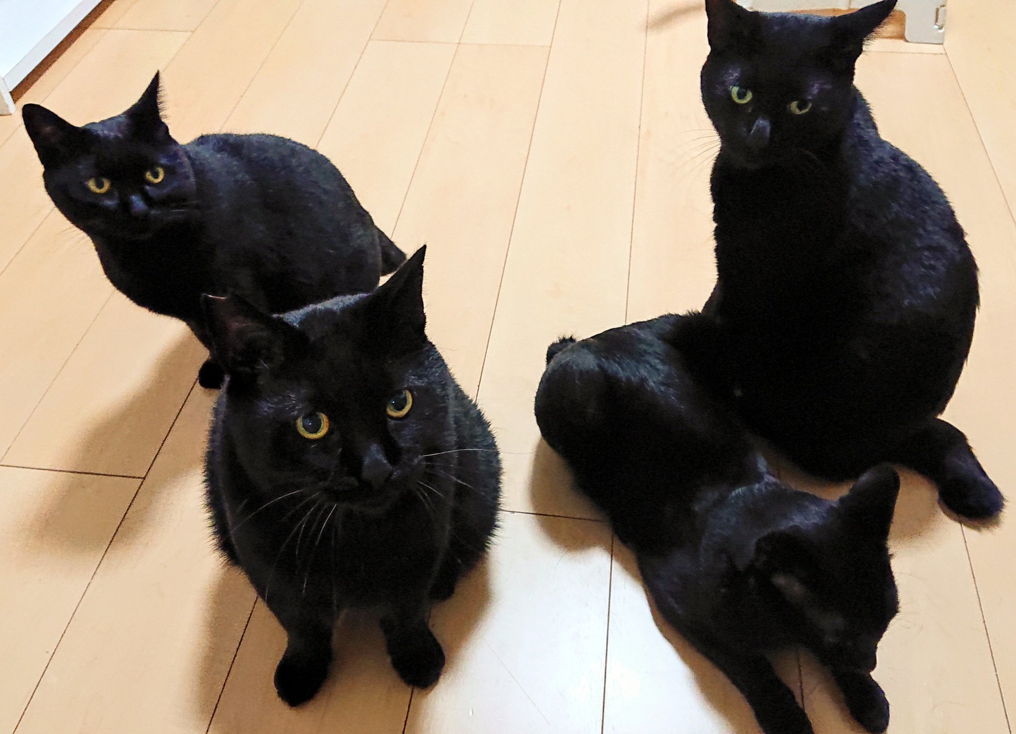 2024.3.1最新作品　窓ぎわの黒猫　遠望 黒猫一家🐭 on X: 