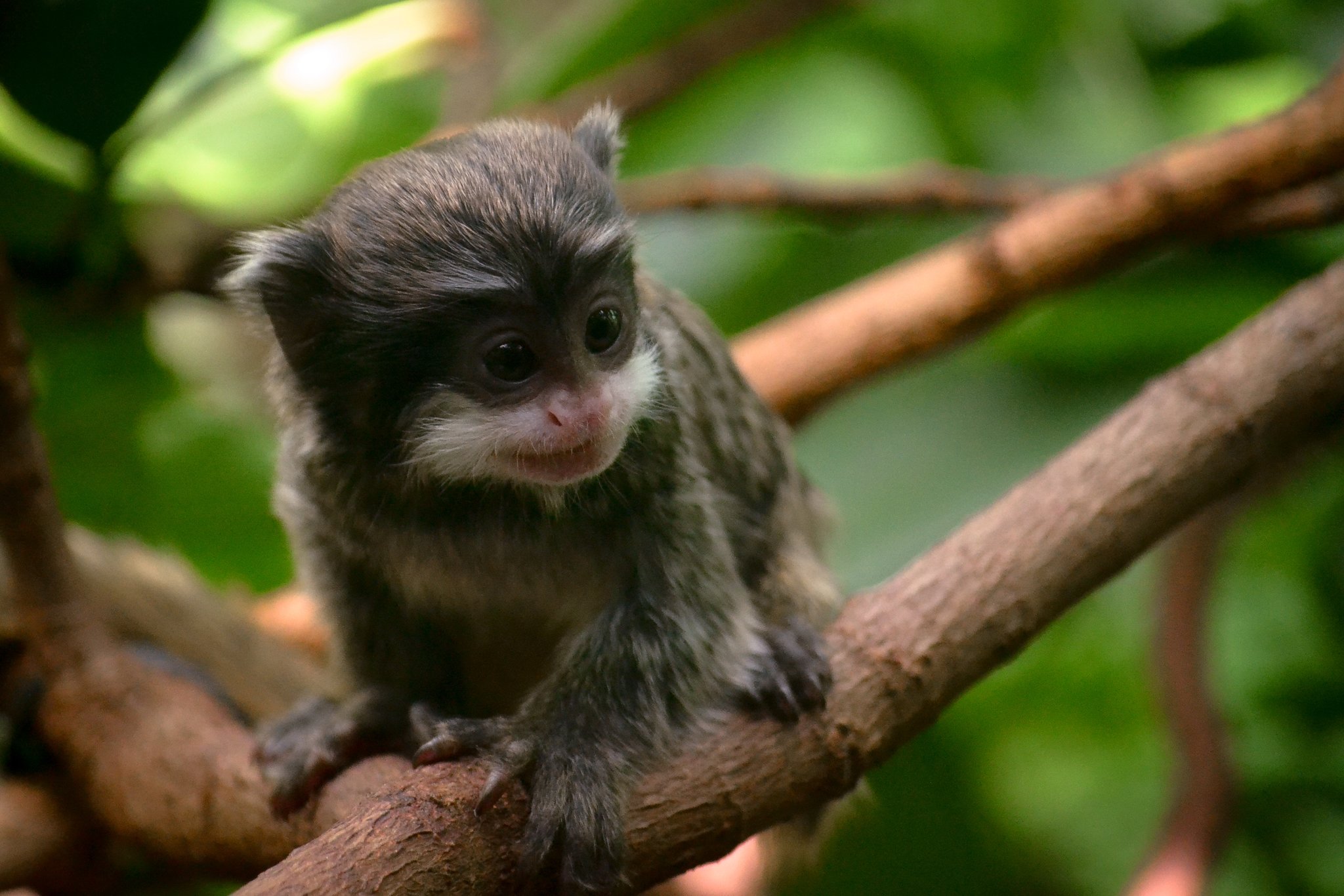 greenboy・笑う動物 今日は久しぶりに太陽の陽射しが🌞 思わずクマさん達もウトウト
