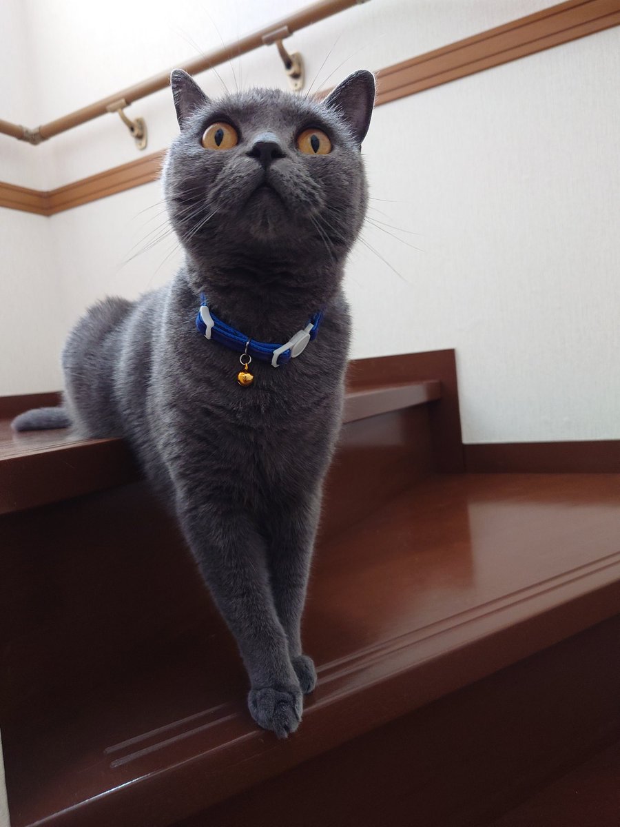 おはようございます。
今週も頑張って行きましょう。
#ブリティッシュショートヘア 
#猫のいる暮らし