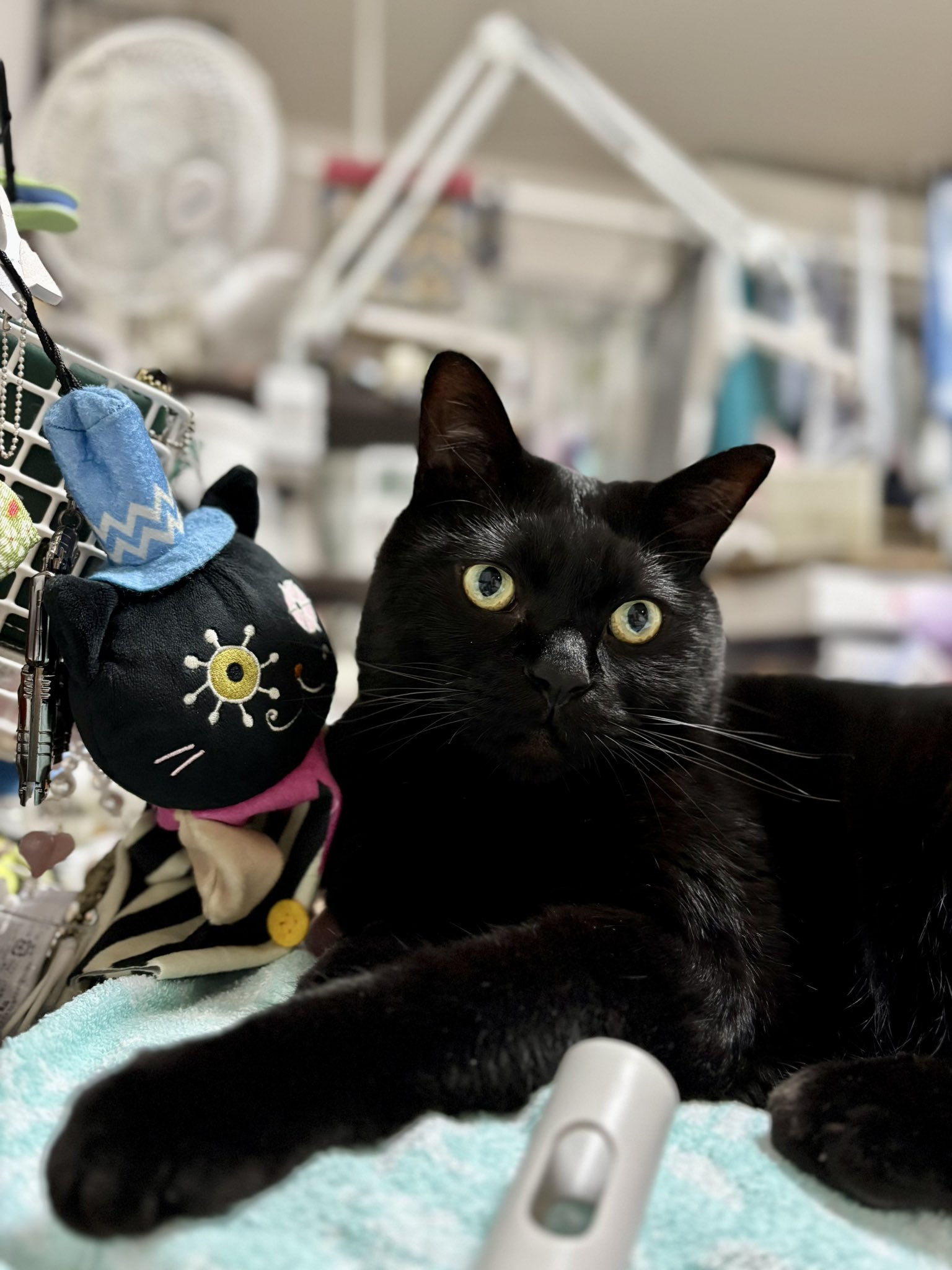 ゆきの🐈‍⬛ on X: 