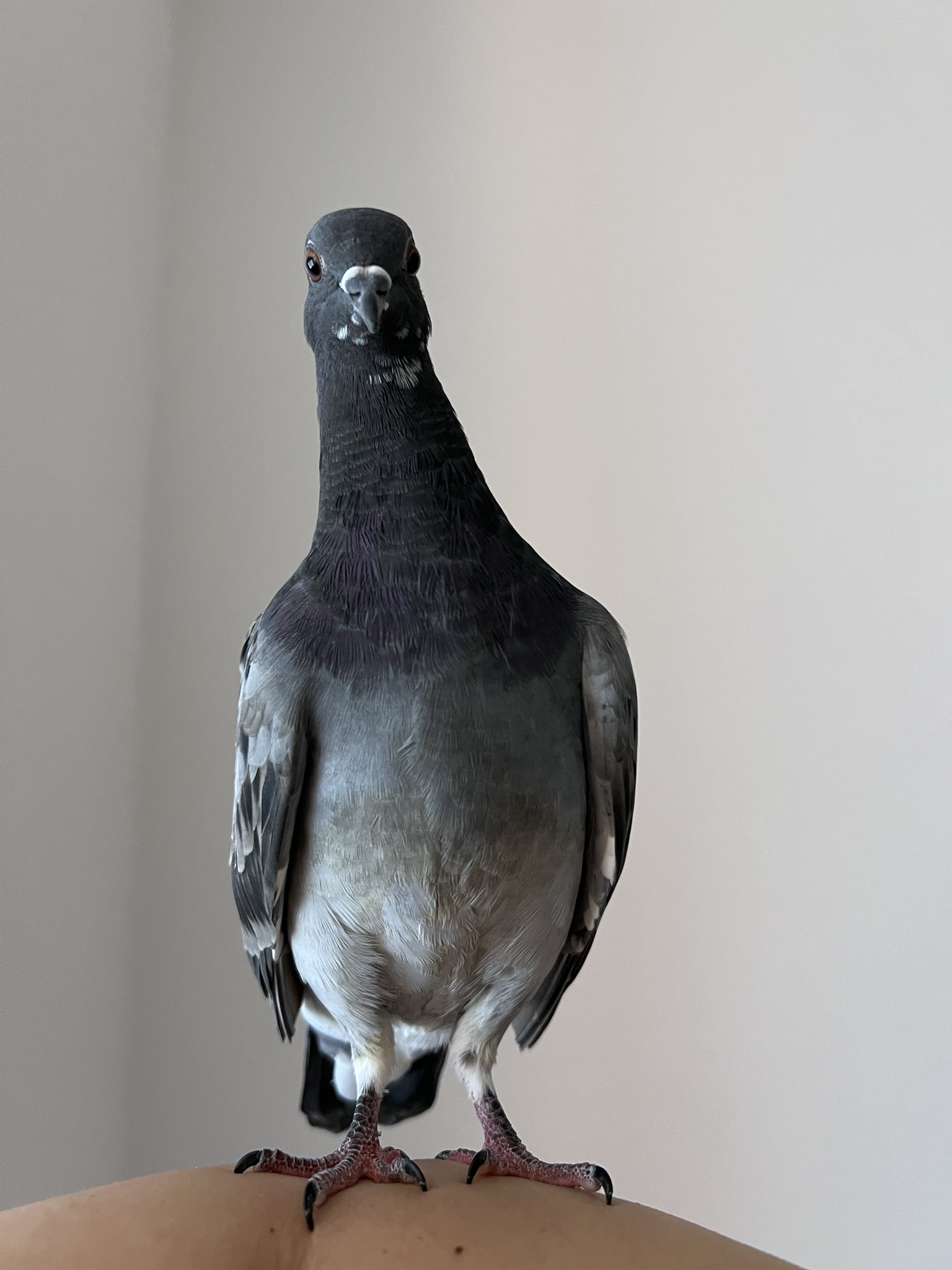 鳩ぽっぽ様。専用 ぽち袋 おとし玉｜PC ぽち袋 おとし玉 干支だるま柄 巳(25663006