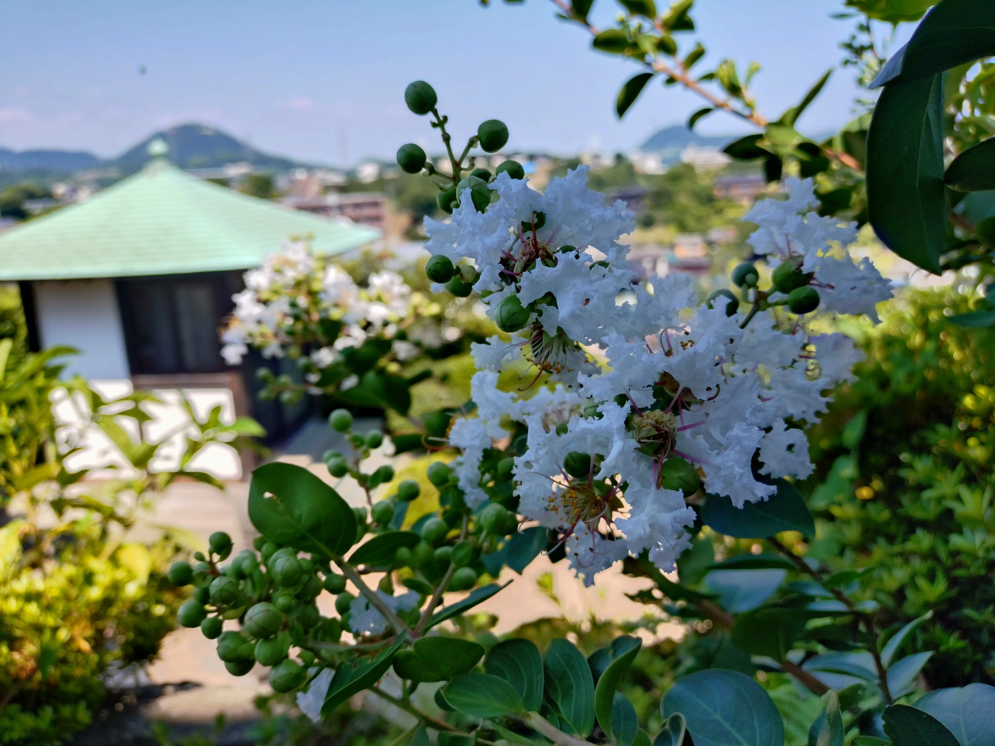 初期仏教の修行道論　田中教照 覚弘院 田中教照 on X: 
