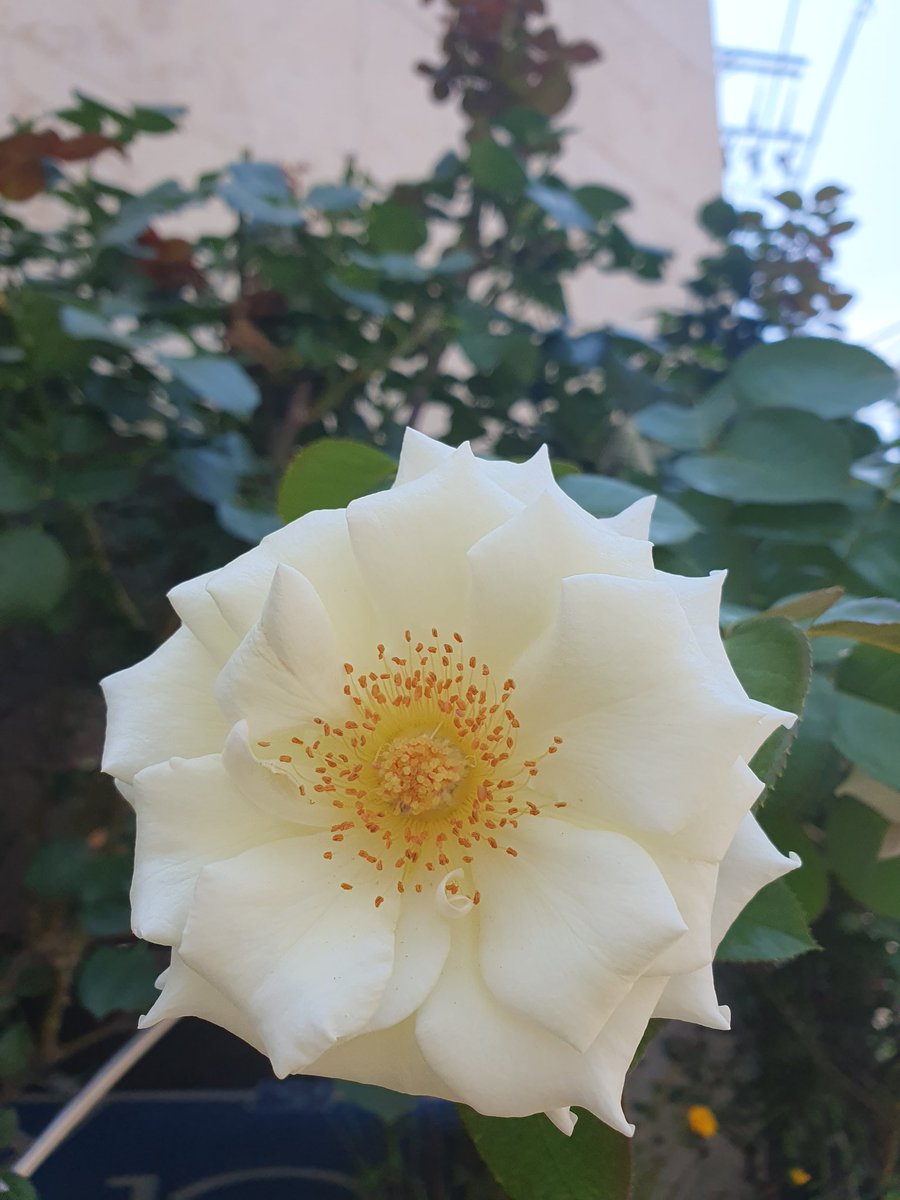 Flowers are Happiness 😊