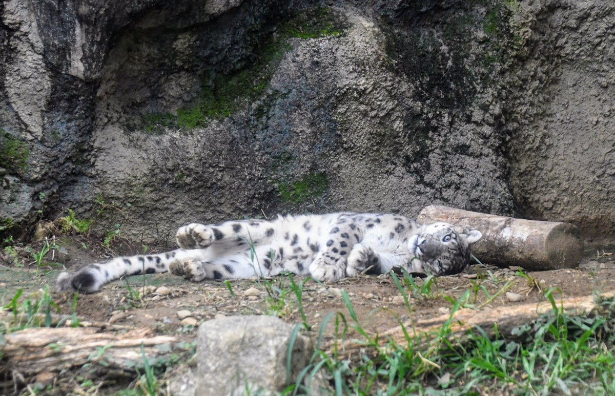 かわいいアフリカの動物たちテーブルに大集合！！ ティンガティンガ・アート 2934「三頭の黒ガゼル～オレンジ」by