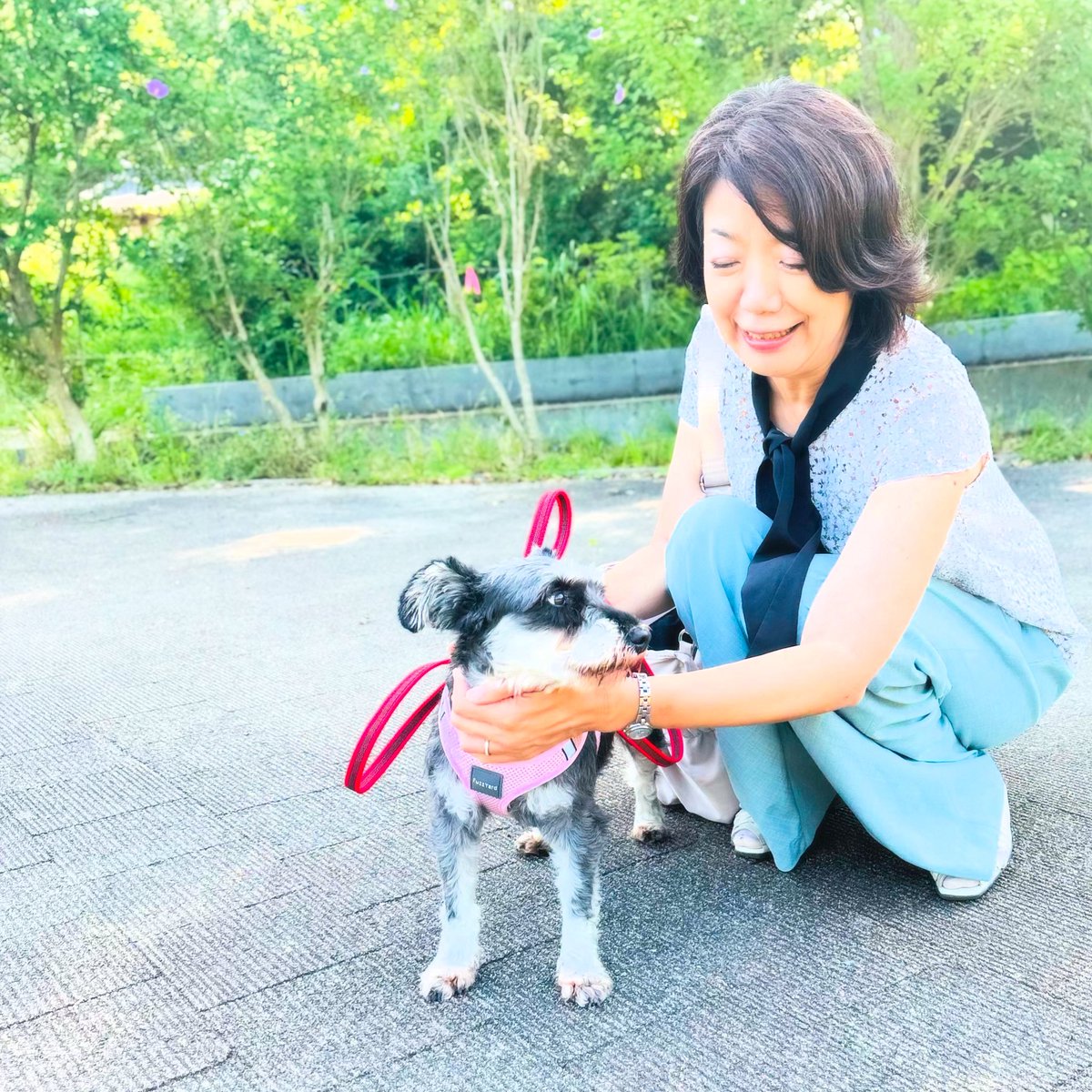 存在感たっぷりのとっても大きいぬぼっとまったりお顔のとても大きいシュナウザー セブン@シュナウザー (@seven__schna) / X