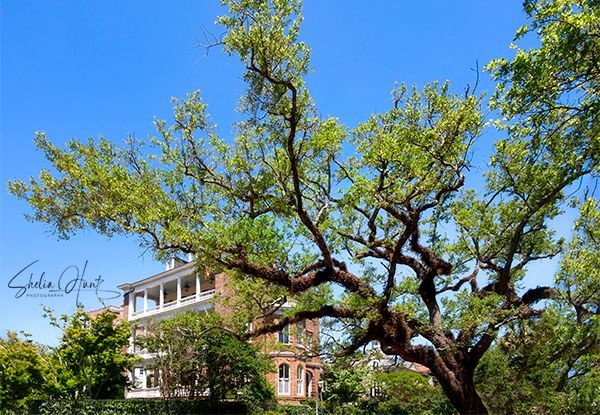 shelia_hunt's tweet image. Charleston charm. Live oaks that whisper history. New Art/Free Shipping!
buff.ly/84iMxJu 

#Charleston #LiveOak #SouthernCharm #SheliaHuntPhotography #BuyIntoArt #WallArt