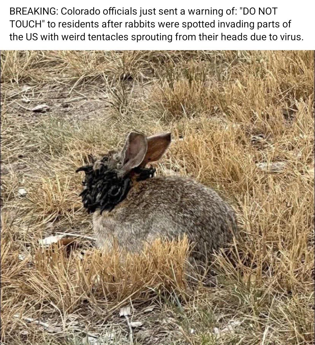 Okay, who had Cthulhuian rabbits on their 2025 bingo card?