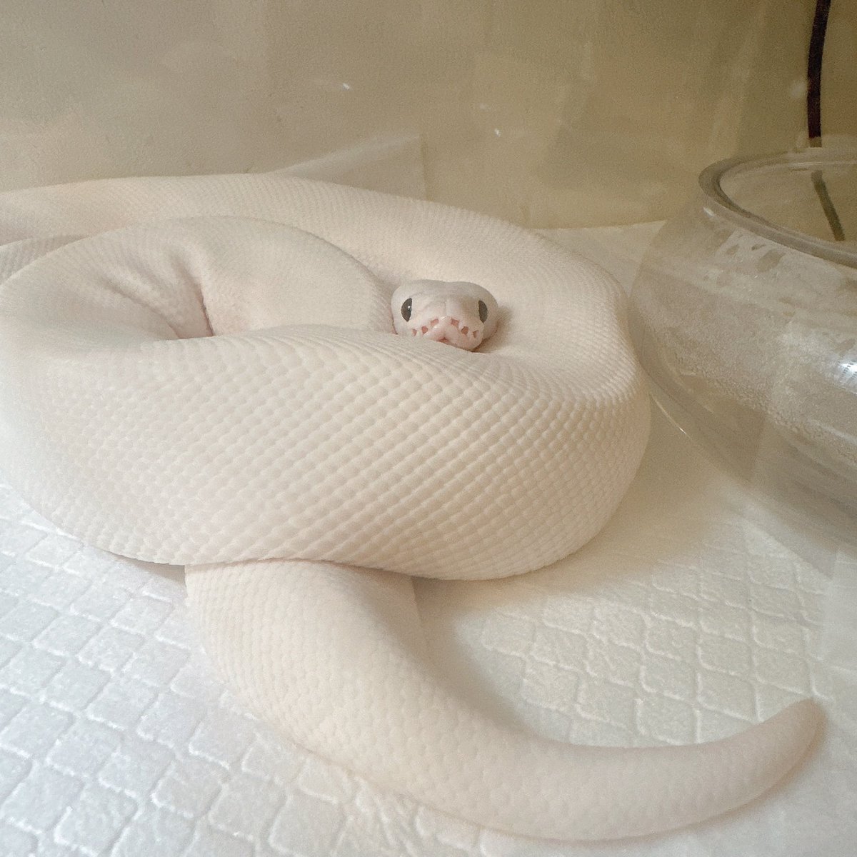 \ﾑﾁﾑﾁ  ﾊﾞｲｰﾝ/