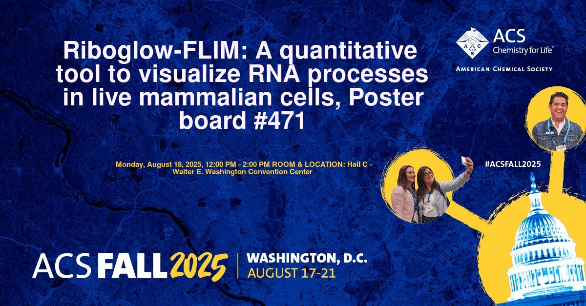 Bindu_chem's tweet image. Come meet us tomorrow at the Division of Biochemistry and Chemical Biology poster and Sci-mix session to explore the exciting RNA visualization research we’re doing at the Braselmann Lab!

#acsfall2025 #RNABiology #Riboglow