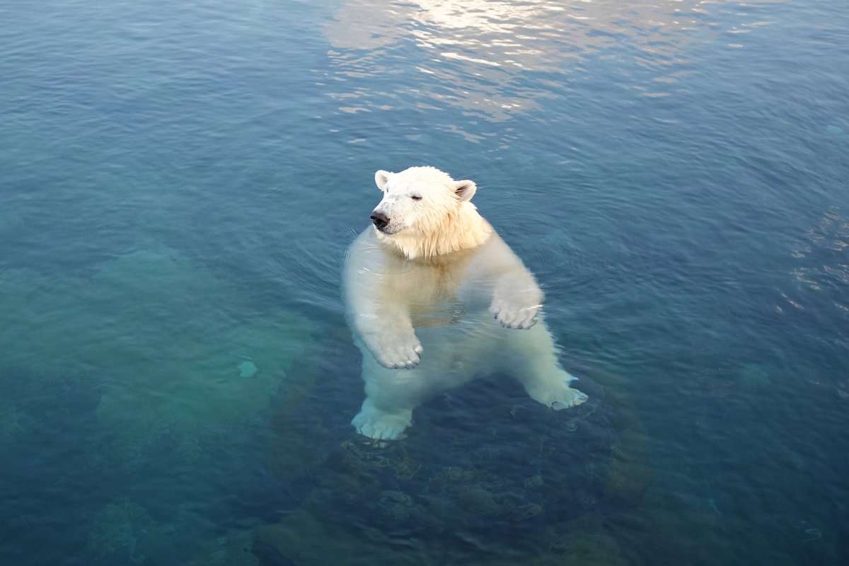 必ず自己紹介をお読み下さい✴︎E ニーハオP on X: 