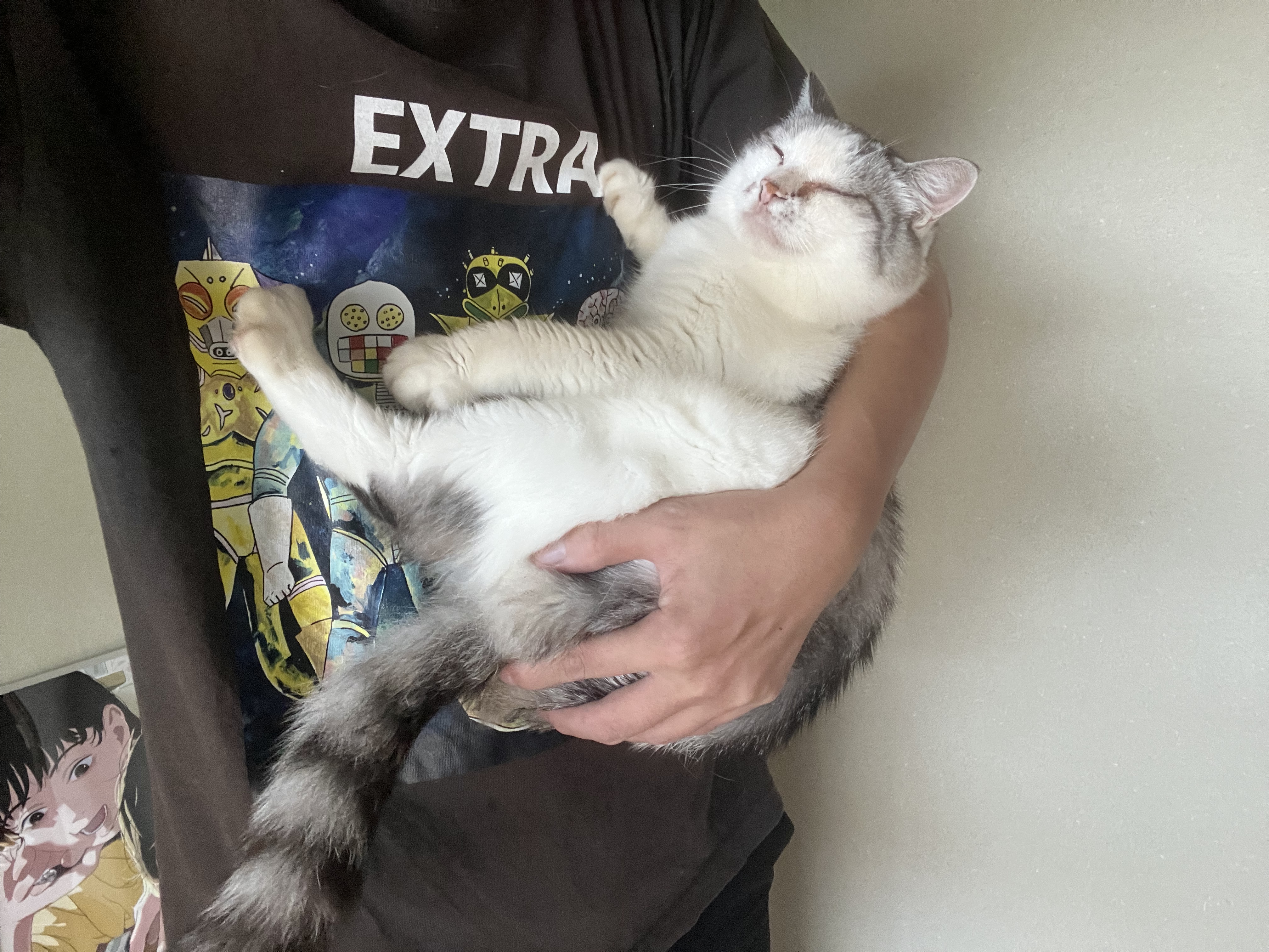 Inネコ ダイオ 網戸専用 犬猫出入口 猫・小型犬用 211604 縦17cm×横堀