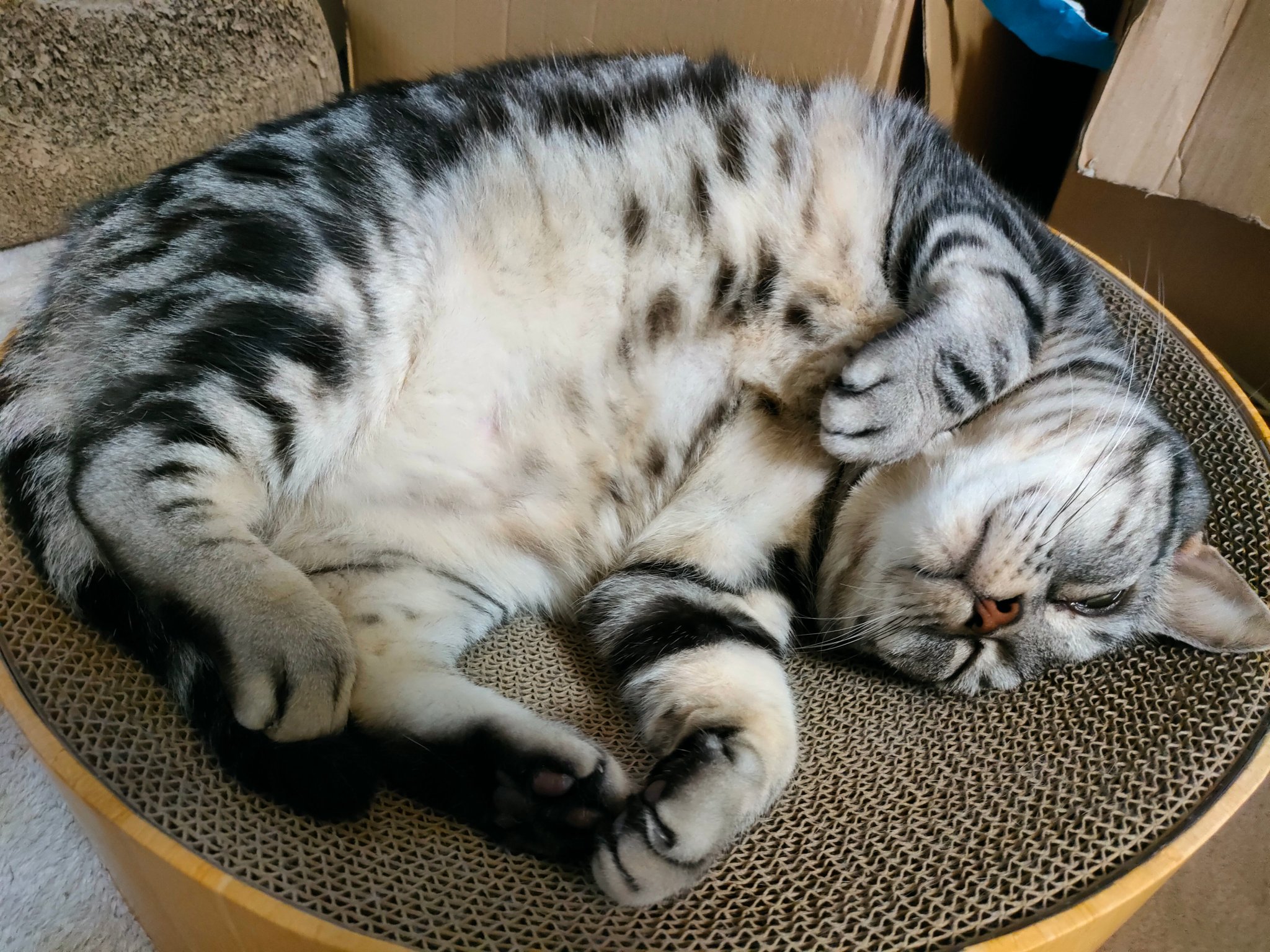 🐱こなちゃんくぅちゃん on X: 
