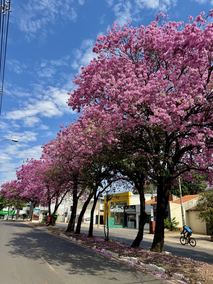 JorgeMoreno_py's tweet image. Av. San Martin. Asunción. Paraguay: Lapachos en Flor.