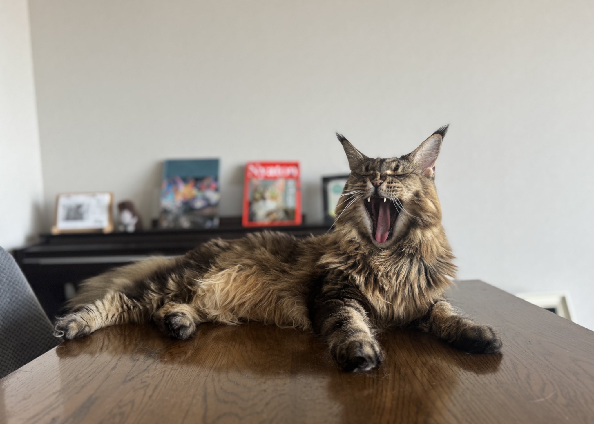 バヌアツ 5バツ メインクーン猫 2015年 バヌアツ 5 Vatu メインクーン猫 2015年 コイン Yahoo