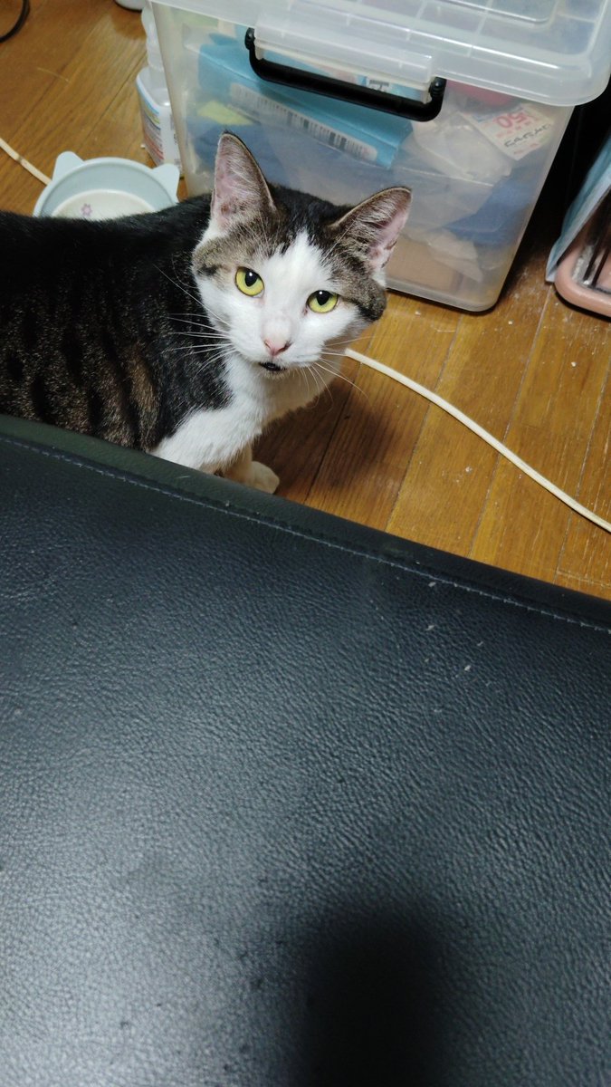 おはようございます😃
まだまだ暑いですね!
今年も秋が無くていきなり冬かな？
猫たちは暑さと寒さどっちが辛いかな?
#保護猫