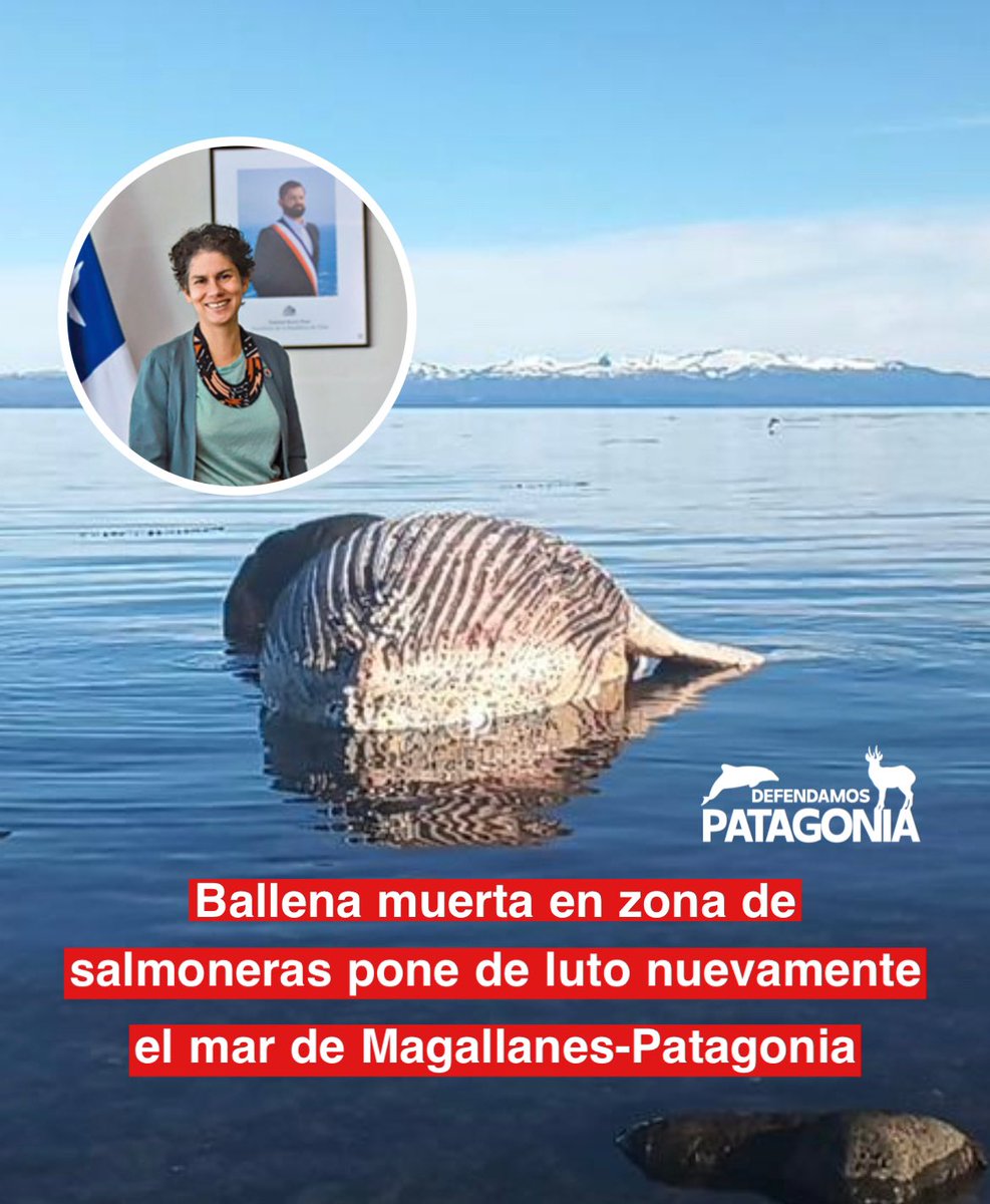 La muerte de una ballena hace pocos días, en Seno Skyring, región de magallanes, en zona salmonera, es un hecho alarmante que evidencia la continua grave desprotección de los cetáceos en Chile, a pesar de la Iey 20.293 que los resguarda. 

Este caso, sumado a los otros ocurridos