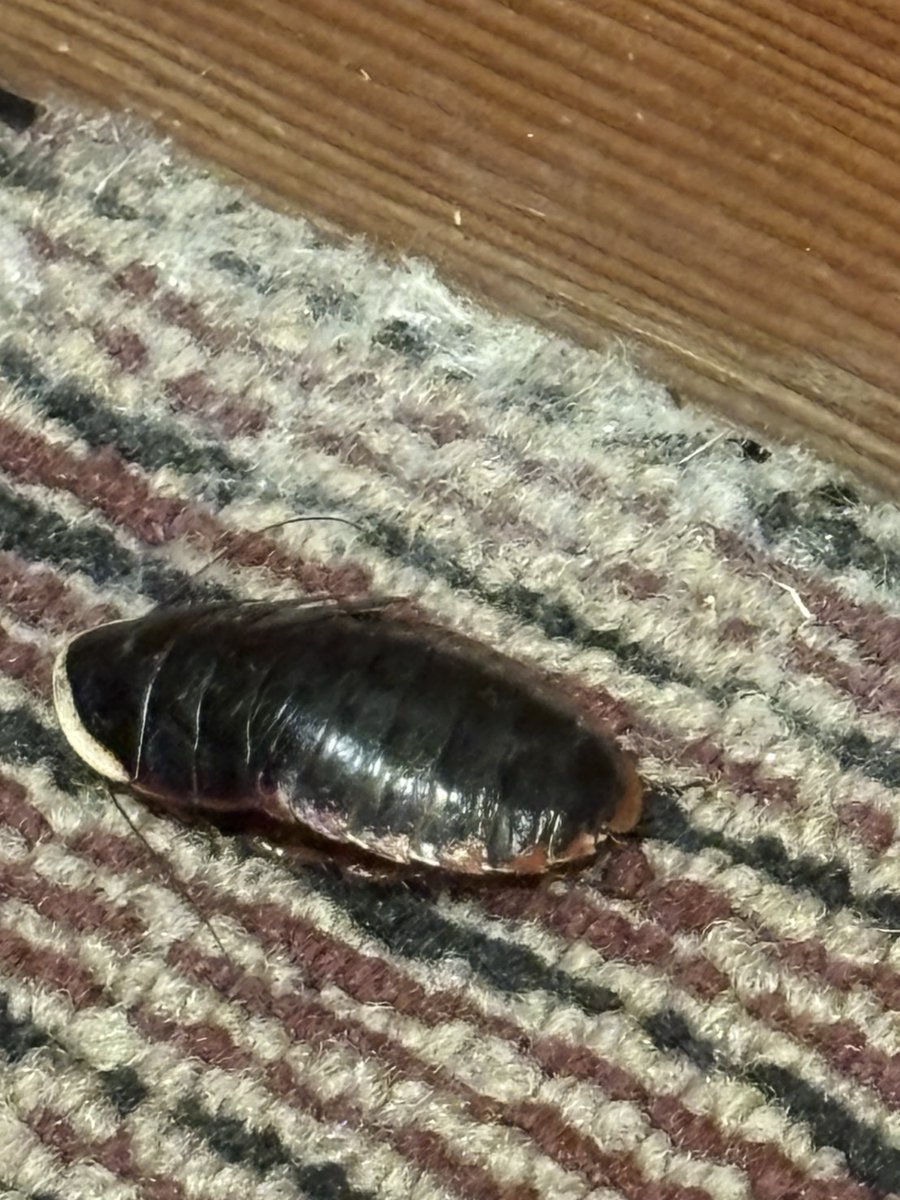 この虫何すか？
3〜4cmくらいの大きさなのです