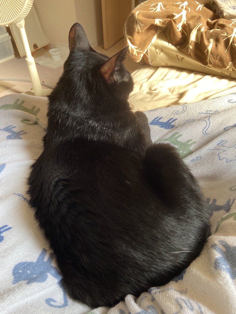 ねこ (@nikeppachi) / X