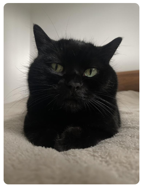 Shutter Studio tweet media