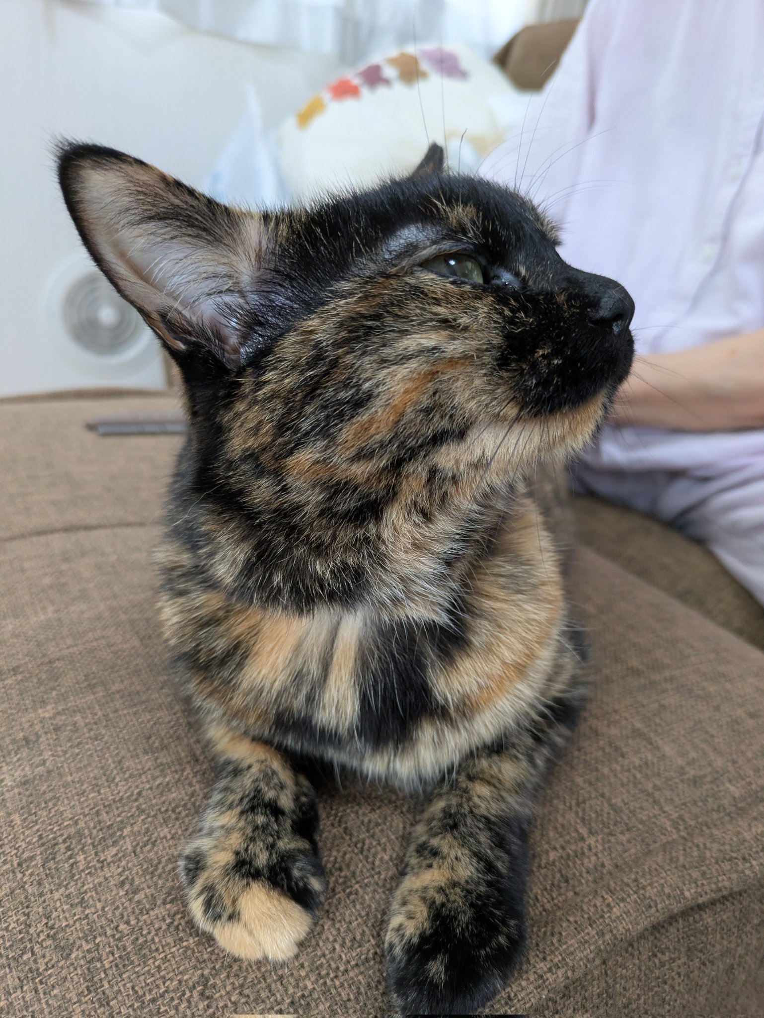 真は錆猫が好き サビ猫こまち on X: 