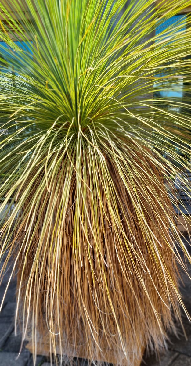 mudd_cloudy's tweet photo. #grasstree in a pot outside a building appears to be doing ok https://t.co/u2ByIjLdgg