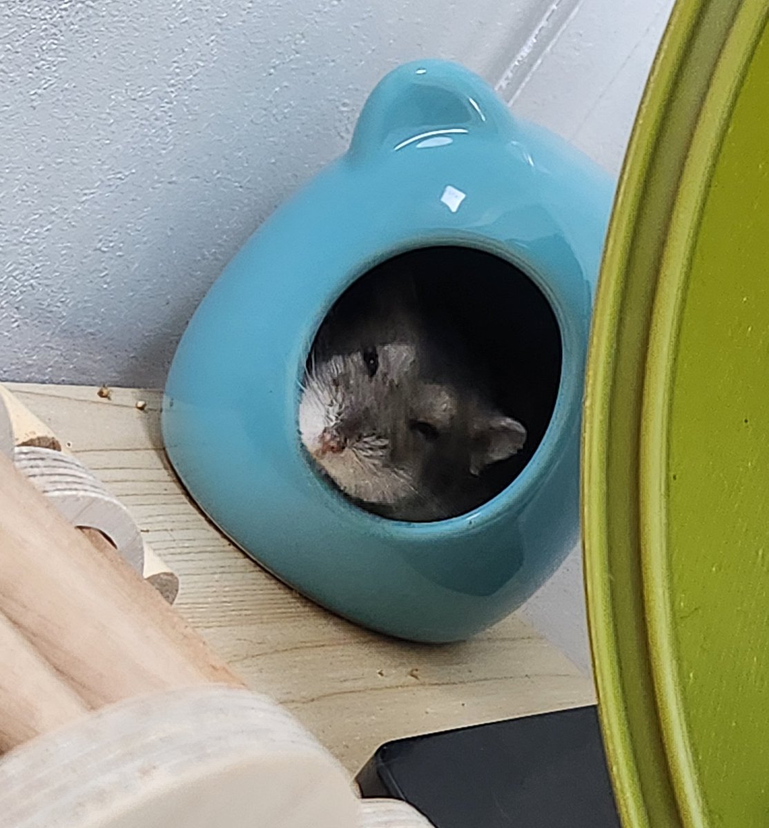 귤밭주인의 청귤농사 tweet media