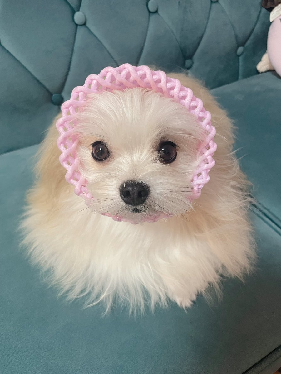 めろめろになる犬 tweet media