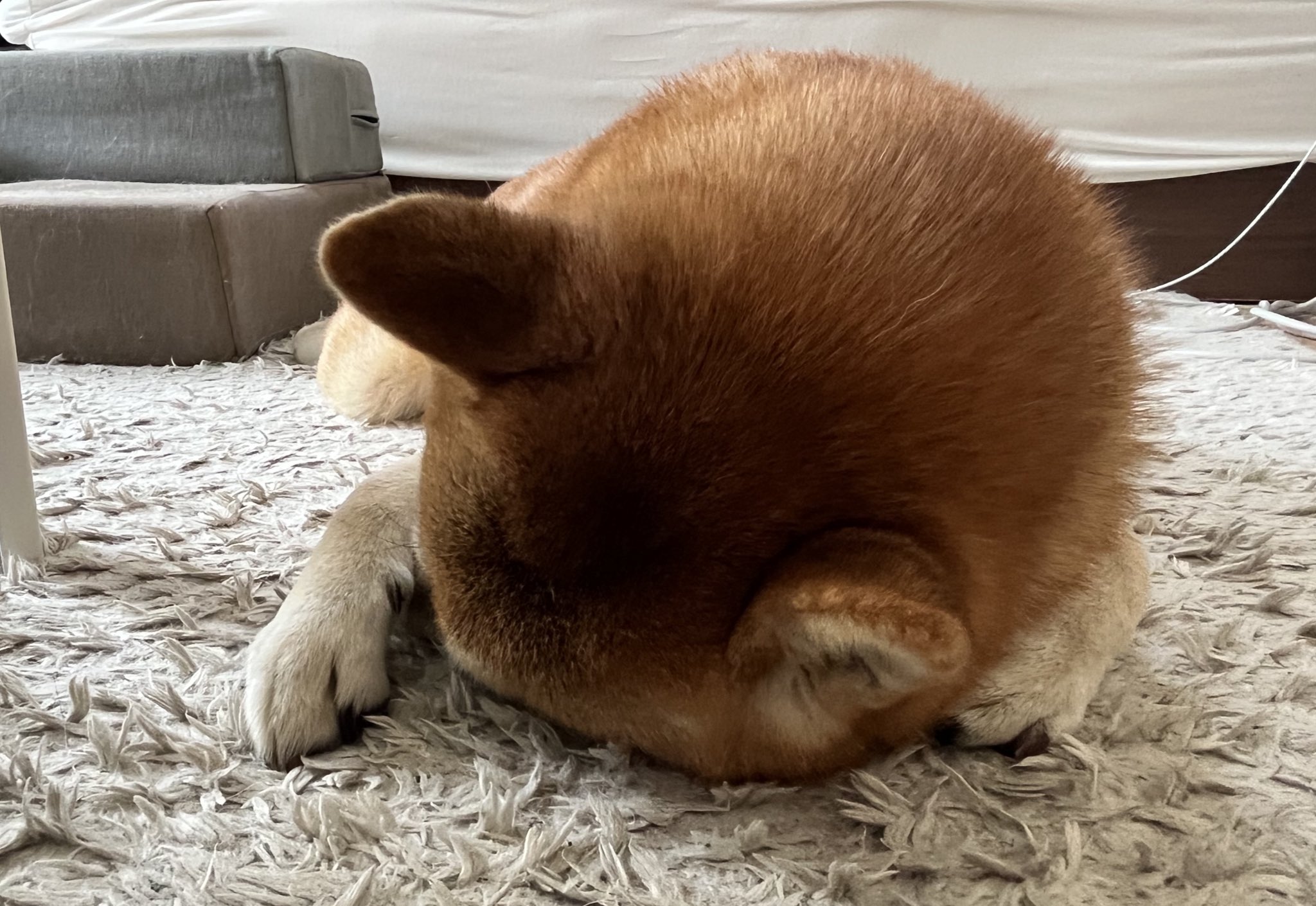 柴犬おとちゃん🐕5歳♀ on X: 