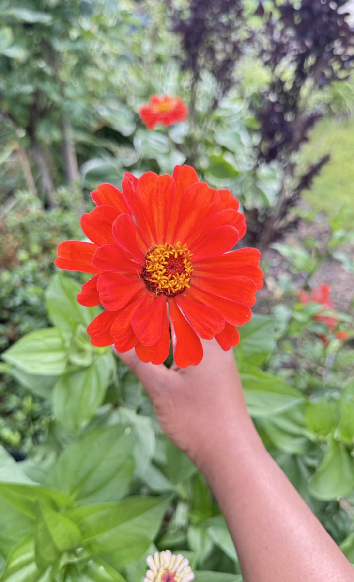 kaigaihema's tweet image. My garden .. flower 🌺 
#HLpost
#GardeningX