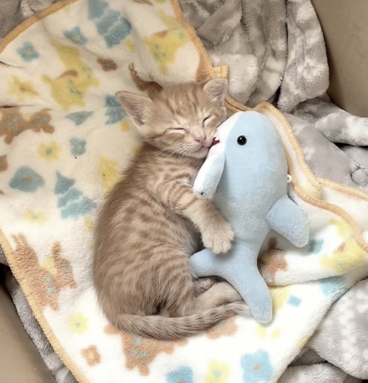 𝑨𝐘𝐔𝐃𝐈𝐀𝐍𝐆𝐆𝐈. tweet media