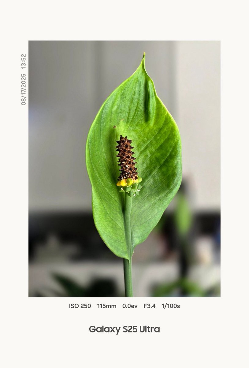 TechMantra_'s tweet image. Samsung’s latest One UI 8 update for the Galaxy S25 series and Galaxy Z Fold7 introduces a brand-new Photo Watermark feature!

📸 Personalize your shots like never before with custom watermarks for a premium touch.

#SamsungOneUi8 #OneUi8 #Galaxy #Update #TechNews #Samsung