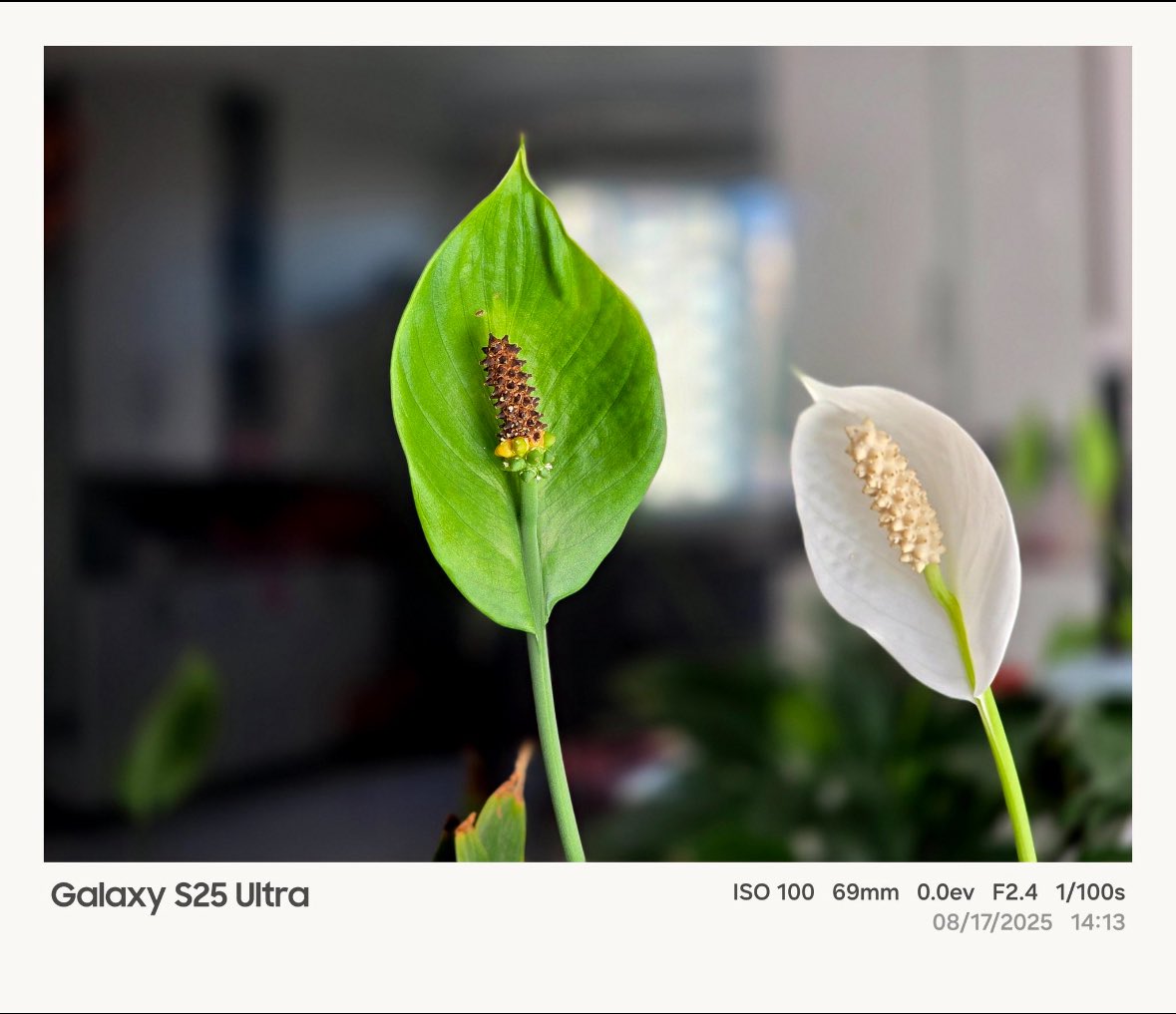TechMantra_'s tweet image. Samsung’s latest One UI 8 update for the Galaxy S25 series and Galaxy Z Fold7 introduces a brand-new Photo Watermark feature!

📸 Personalize your shots like never before with custom watermarks for a premium touch.

#SamsungOneUi8 #OneUi8 #Galaxy #Update #TechNews #Samsung
