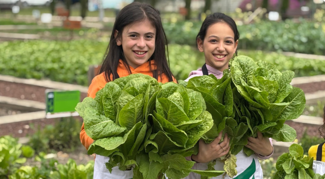 Yedikule marulu iriliği ile tanınırdı. Bazı marullar 4 kg kadar gelirmiş. Marulun iri olmasının sebebi gübresinden kaynaklanıyor. Buradaki Bahçıvanlar Kazlıçeşme’deki tabakhanede kullanılan hayvan derilerindeki yağları ayırır ve bunları at gübresi ile karıştırıp toprağa verirmiş.