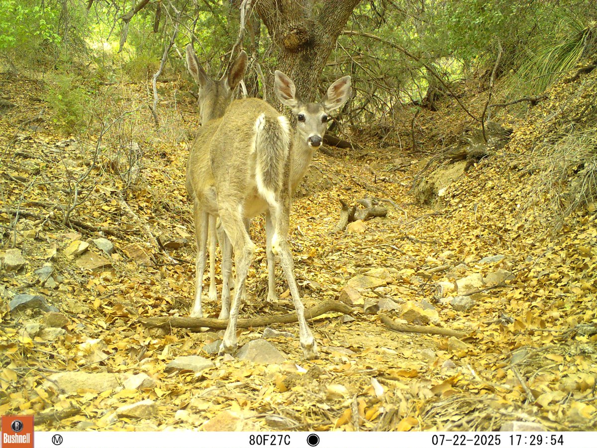 It's the rare conjoined Coues #deer! 😂
