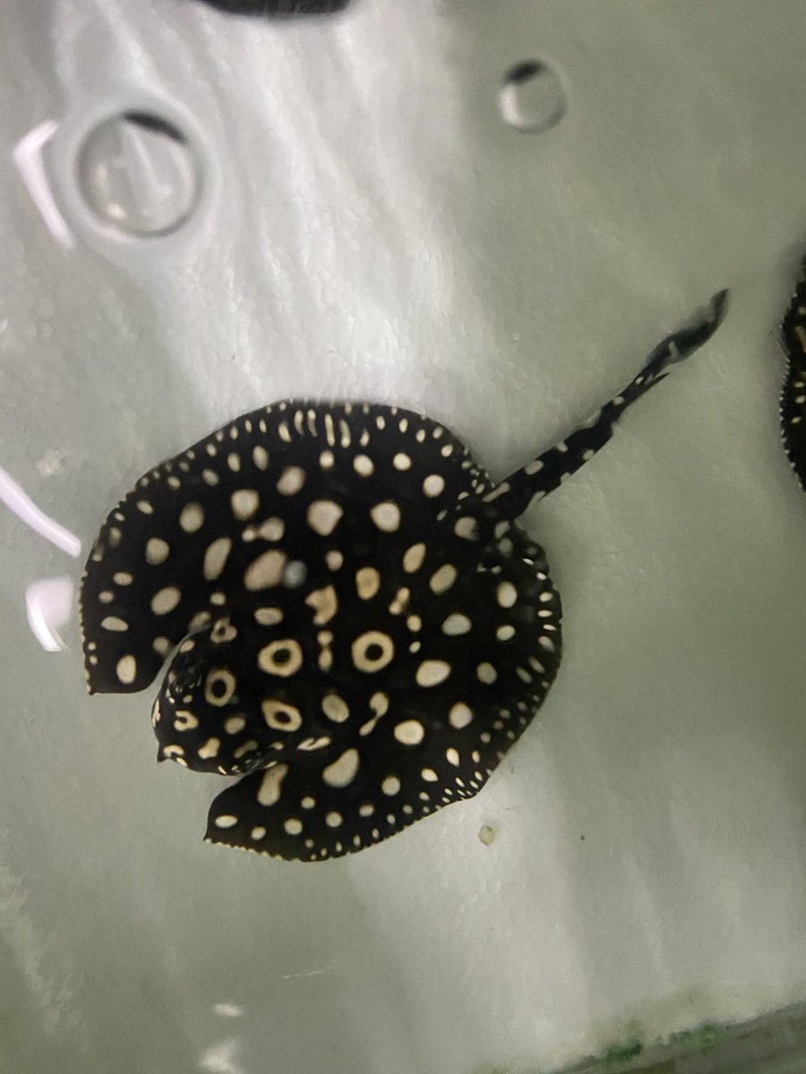 レア　アジアアロワナ　プラタパット　31冊とおまけ 2025/5/10 今日の入荷 | アクアショップ魚力