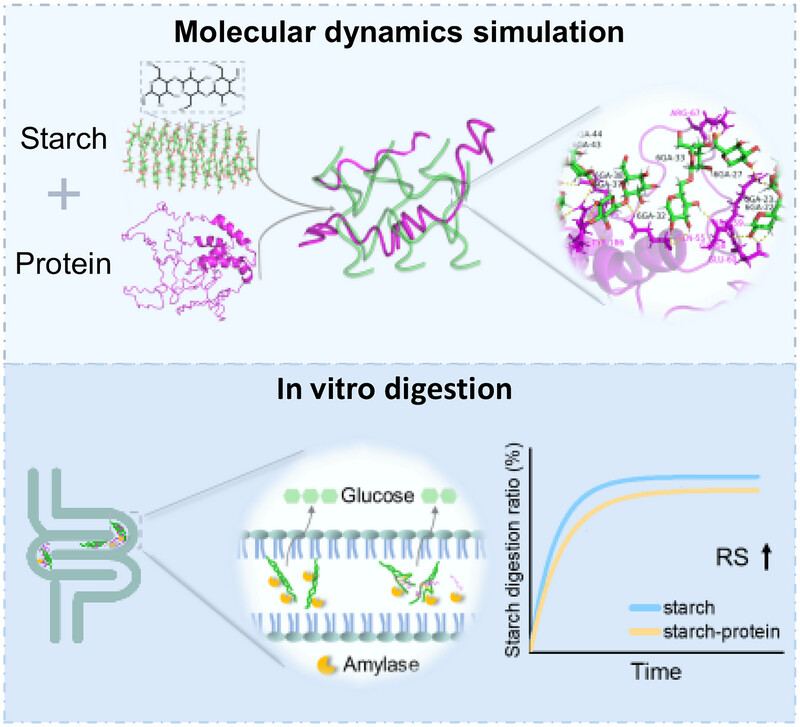AggregateOA's tweet image. &quot;Molecular #Aggregates of Wheat #Starch–#Protein Systems: Structural Disruption and Engineered Digestibility via Non-Covalent Synergy&quot; by Fengwei Xie, Binjia Zhang, et al. @Wiley_Chemistry 
Check👉doi.org/10.1002/agt2.7…