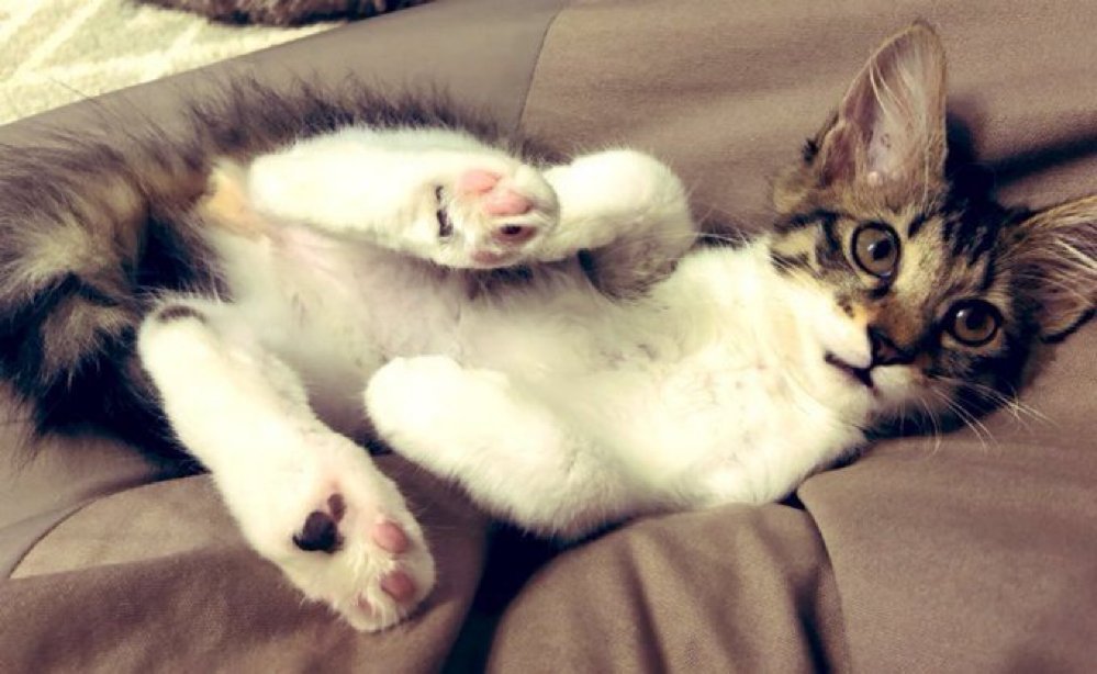 8月最終日に甘えん坊にゃんにゃん🐾