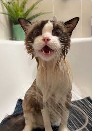 They tried to hide the stink…
But the smell always finds a way.
$Smelly is coming