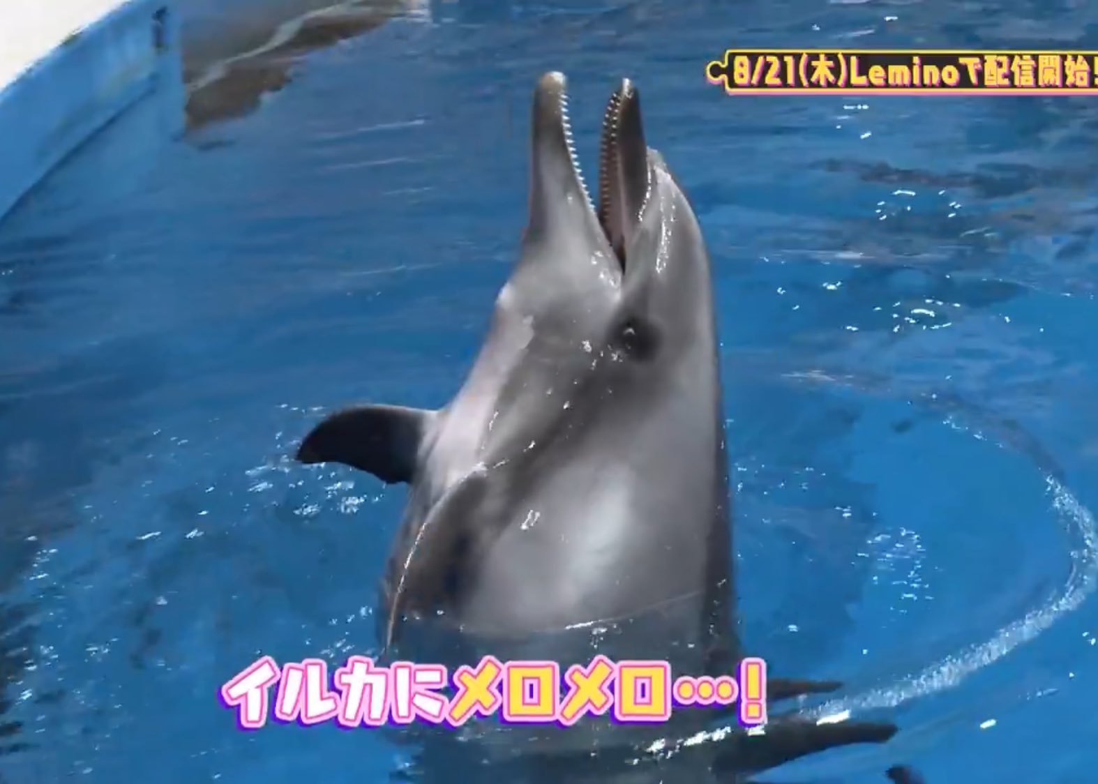 ぬく on X: 