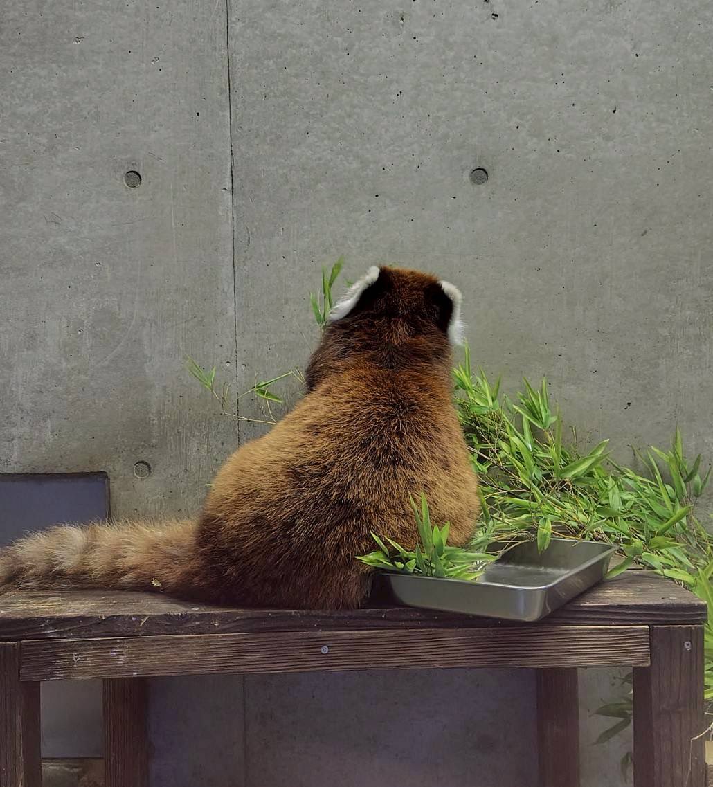 m_phoenixzoo's tweet image. とろけたおもちのようなフォルム…
お顔が見えなくても、背中だけで愛らしさを発揮するリコです😂
#宮崎市フェニックス自然動物園
#レッサーパンダ #リコ